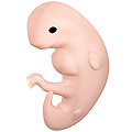 Human embryo - 6 weeks.jpg
