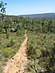 Bibbulmun track near Kalamunda.jpg