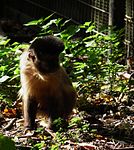 Haubenkapuziner Leintalzoo 2013.JPG