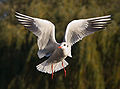 Black-headed Gull - St James's Park, London - Nov 2006 edit.jpg