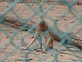 Husarenaffe Patas Monkey