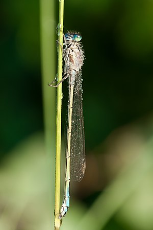 Dew on a young female Blue-tailed Damselfly (Ischnura elegans)
