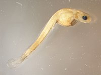 Walleye larva (8740460659).jpg