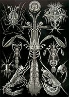 Haeckel Thoracostraca.jpg