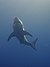 Great White Shark (14914281281).jpg