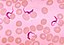 Trypanosoma sp. PHIL 613 lores.jpg