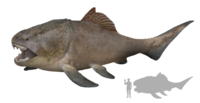 Dunkleosteus Artist's Impression.png