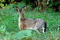 Hase