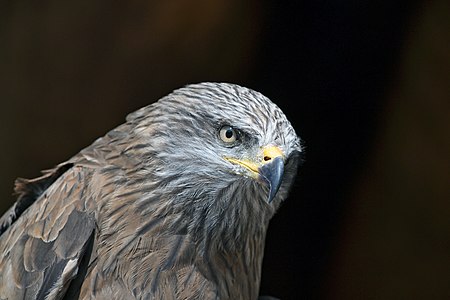 The Black Kite (Milvus migrans) is a medium-sized bird of prey in the family Accipitridae, which also includes many other diurnal raptors.