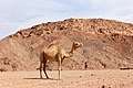 Camel Nuweibaa 00 (12).JPG