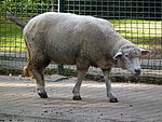 Leintalzoo Merino 2013.JPG
