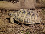 Schwaigern Griechische Landschildkröte Leintalzoo 2013.JPG