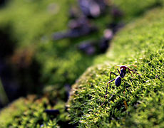 Ant on mosshill02.jpg