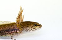 Salamander larva closeup.jpg