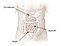 Illu small intestine.jpg