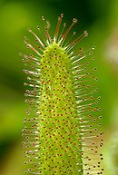 Drosera capensis Luc Viatour.jpg