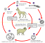 Echinococcus Life Cycle.svg