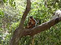 Westafrikanischer Stummelaffe Western Red Colobus