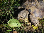 Kopf Griechische Landschildkröte.JPG