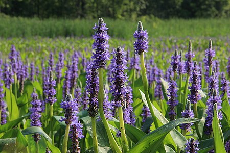 Pontederia cordata, Plaisance National Park, Quebec, Canada
