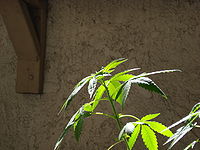 Cannabis-vegetative-growth-00003.jpg