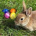 Osterkaninchen