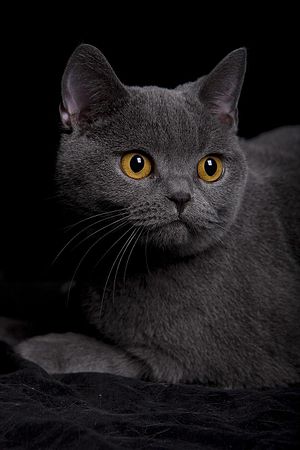 British shorthair (original description is Nederlands: Een Brits korthaar van Cattery lamium )