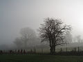 Mist and trees.jpg