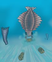 Anomalocaris.jpg
