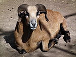Kamerunschaf Leintalzoo 2013.JPG