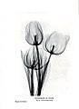 Radiograph of Tulips.jpg