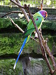 Pflaumenkopfsittich Leintalzoo 2013.JPG
