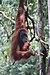 Bukit Lawang, orangutan (6931332671).jpg