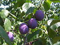 osmwiki:File:Fruits Prunus domestica.jpg