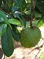 osmwiki:File:Annona muricata 1.jpg