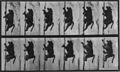 Muybridge baboon climbing.jpg