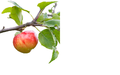 Apple.png