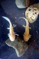 Golden axolotls.jpg