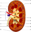Kidney PioM.png