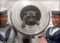 HMS New Zealand’s Pelorus Jack (34652291733).png