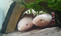 2leucistic axolotls.jpg