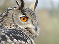 Bubo bubo portrait.jpg