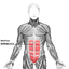 Rectus abdominis.png
