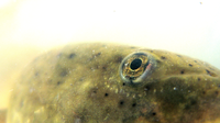 Tadpole, eye (5941212513).png