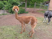 Alpaka geschoren.jpg