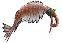 Anomalocaris2019.jpg