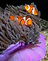 Anemone purple anemonefish.jpg