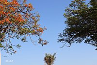 Different beauty.jpg