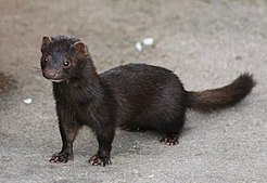 American Mink.jpg