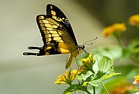 ButterflyOnFlowers.jpg